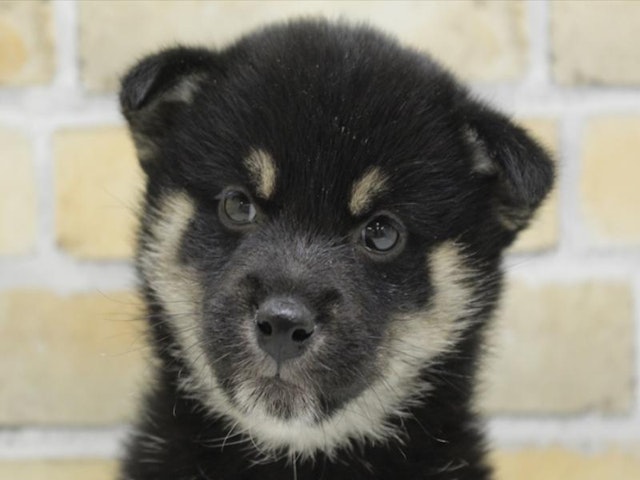 広島県の柴犬(標準サイズ) (ペッツワン広島LECT店/2024年11月28日生まれ/女の子/黒)の子犬